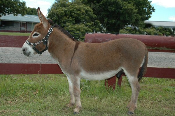 Cyders Spartacus at All Breed Show 2006